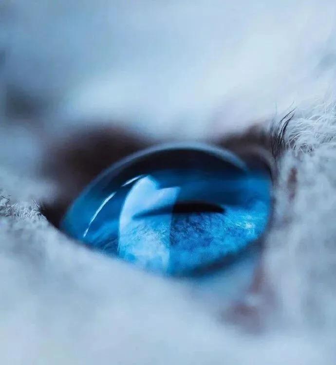 好看的猫的眼睛,猫的眼睛为什么那么好看