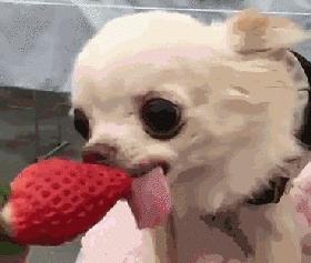 养纯种还是混血狗,养纯种狗