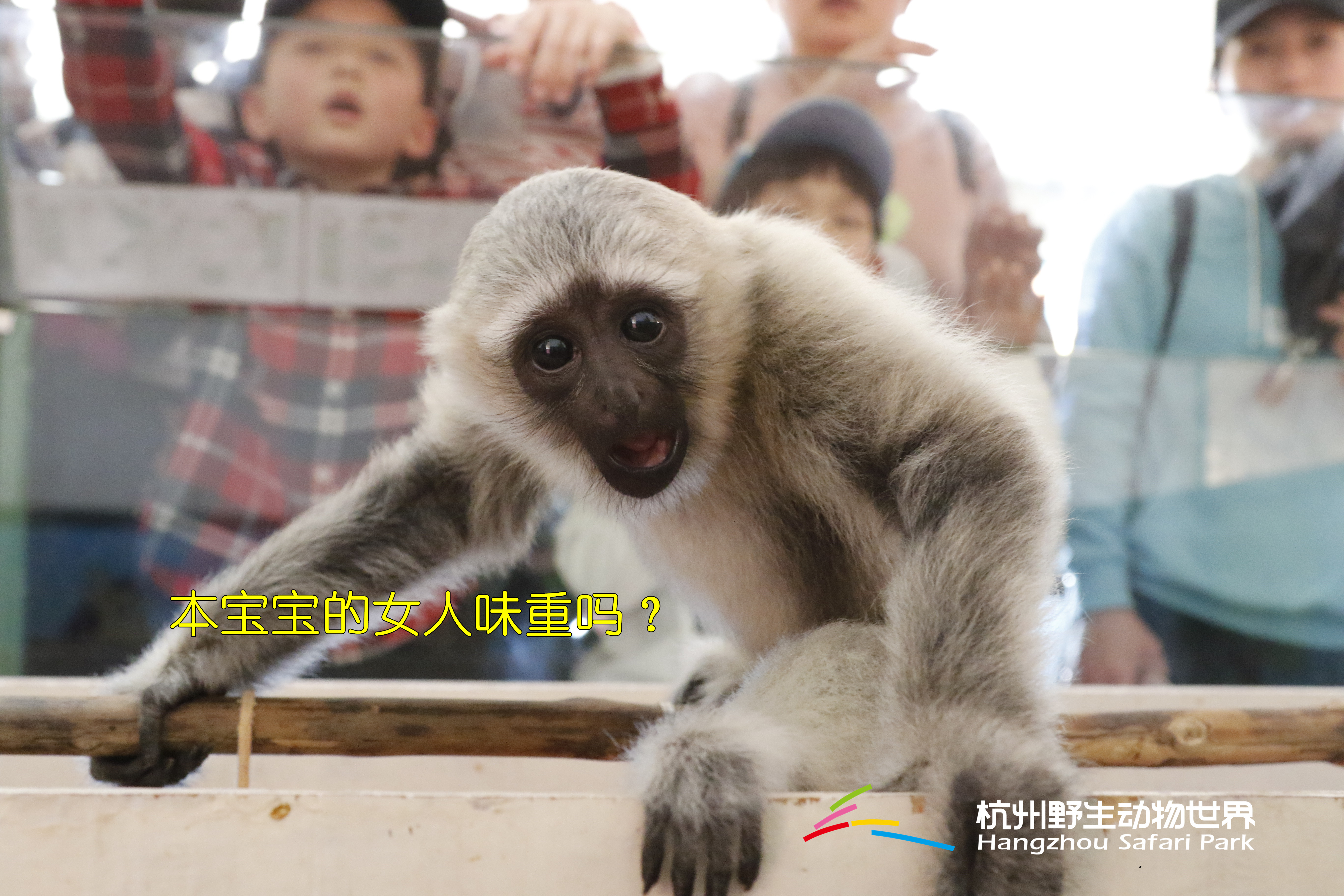 长臂猿女生,长臂猿女孩