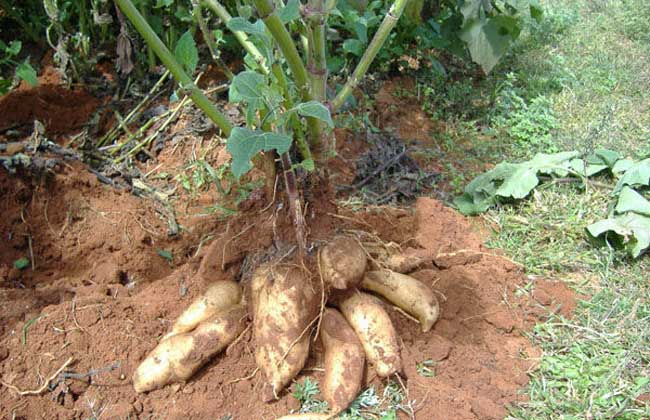 雪莲果种植技术及视频,雪莲果种植技术和种植条件