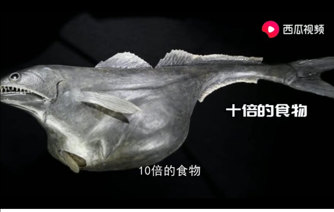 成都出现“鱼吃荷花”奇景？西瓜视频带你看拥有超能力的神奇生物