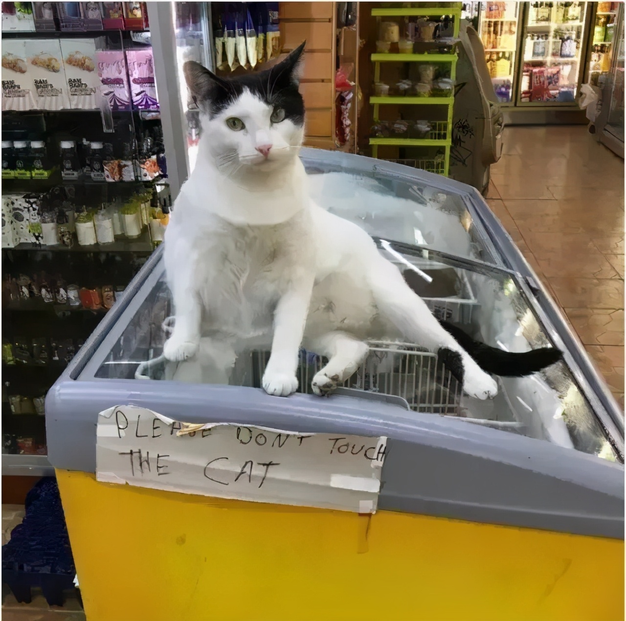 全网都以为复旦大学的猫被偷了，几天后…气得想骂猫