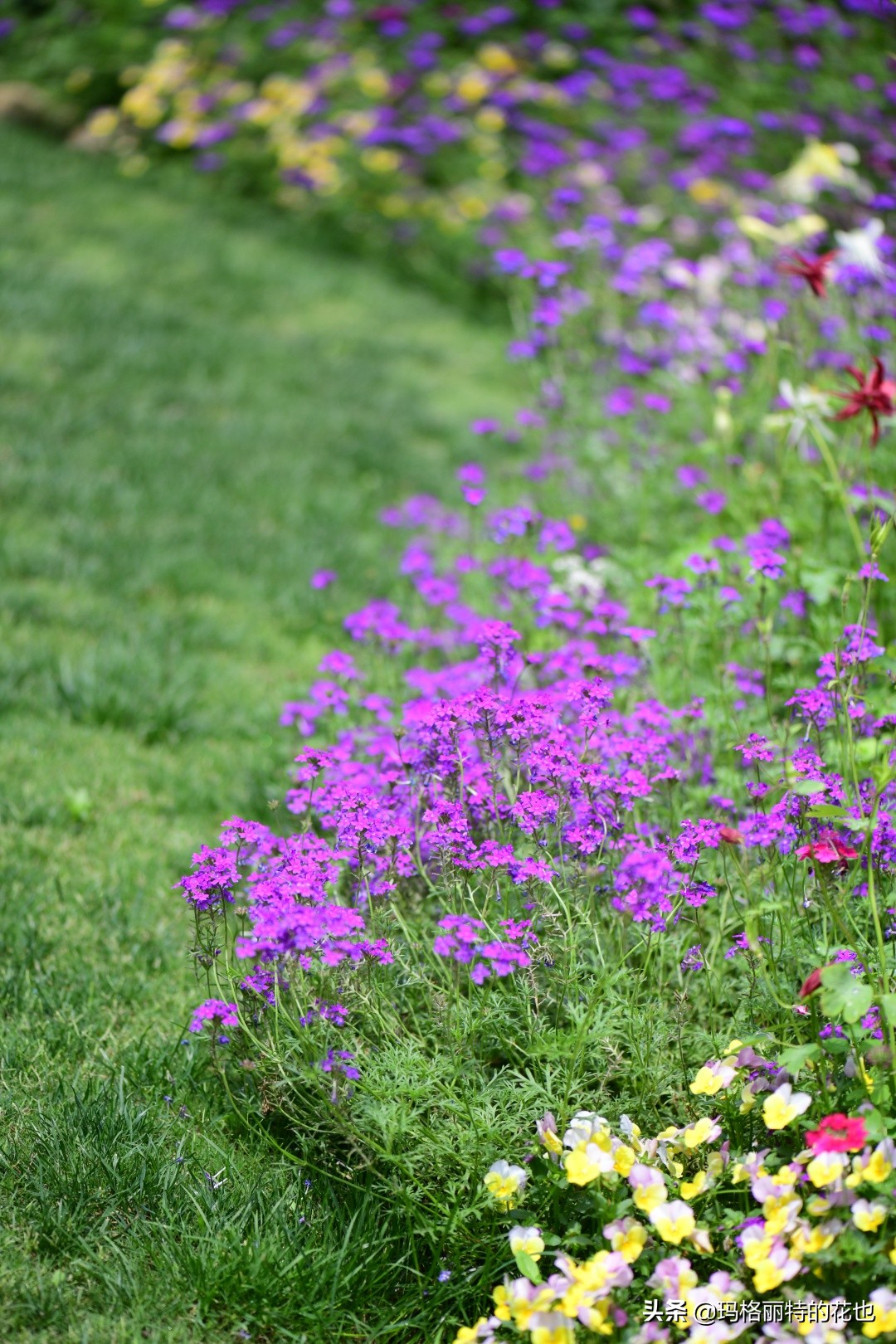 徒长花草怎样处理,徒长的树木怎么处理