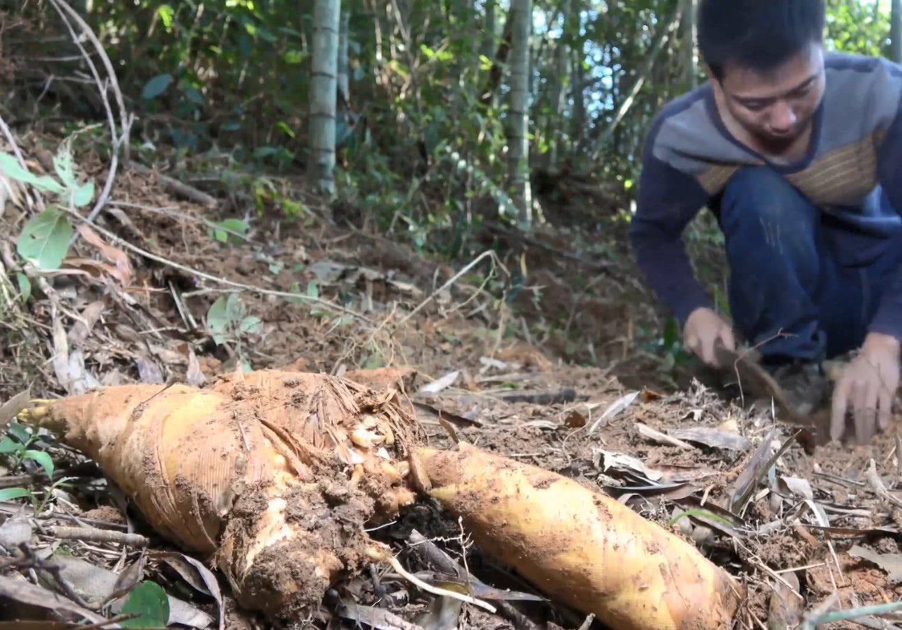 竹笋高产管理技术,笋竹怎么管理才高产