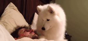 刨土刨水刨坑刨沙发，对于一只寂寞的狗子而言，万物皆可刨