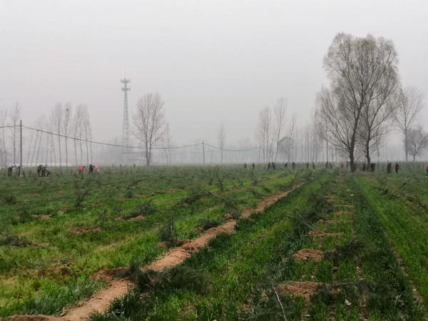 新乡平原新区师寨,新乡平原示范区乡镇