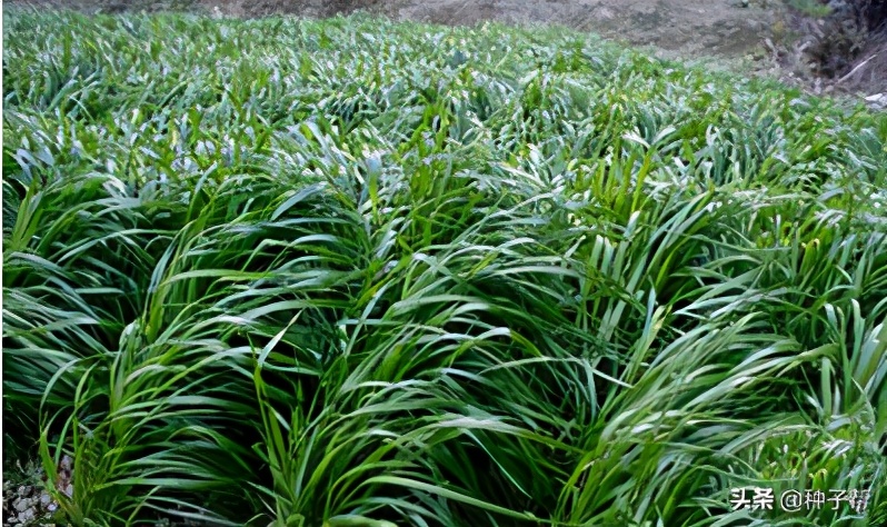 进口黑麦草多少钱一斤,进口蓝标黑麦草草籽价格
