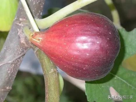 无花果有什么功效专家回答,无花果的秘密
