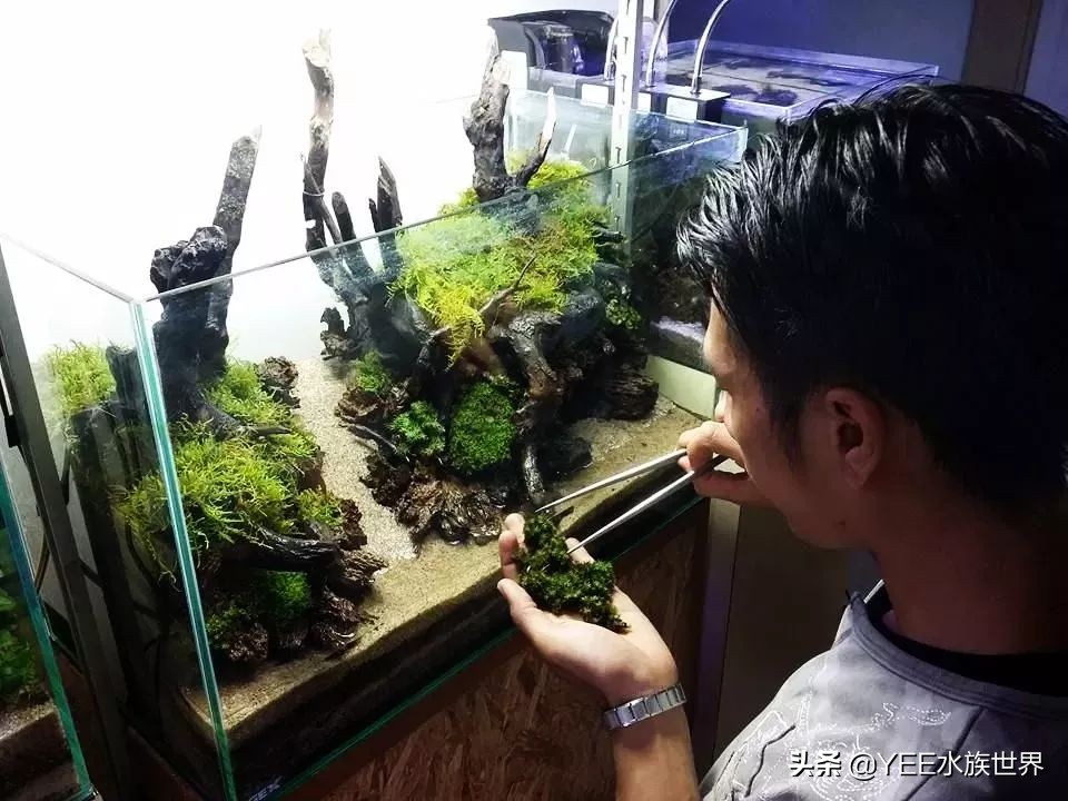 买硝化细菌是不是智商税,硝化细菌买液态的好还是买胶囊好