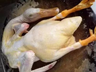 鸭毛的好方法拔鸭毛简单又干净,鸭毛怎么拔得干净