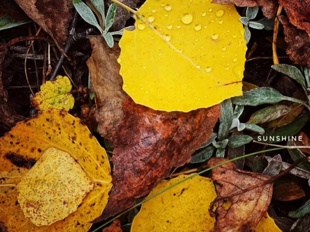 英语单词高效记忆法大学四级,英语四级词汇闪过速记