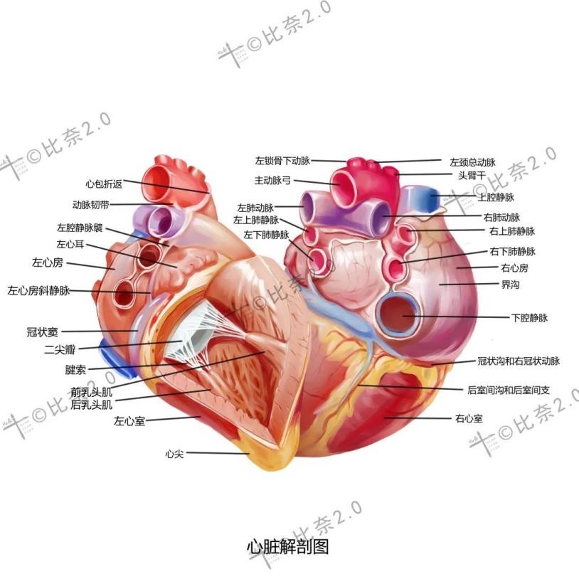 灵魂画手的手绘作品,医学生手绘器官创意解剖绘画