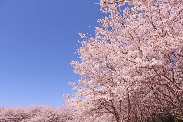 日本樱花又叫什么花,日本盛开樱花