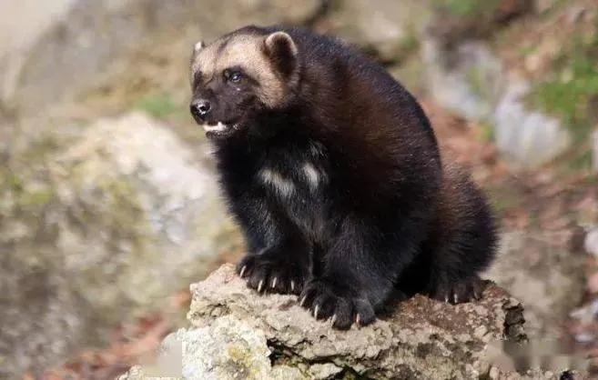 太行犬vs各大猛犬,太行犬vs虎斑犬