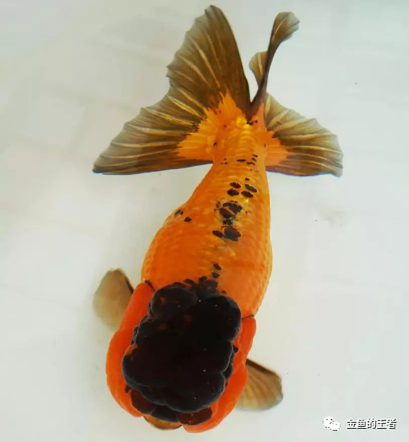 5*级A**金鱼如何评定？懂了这4条，你就是半个金鱼专家