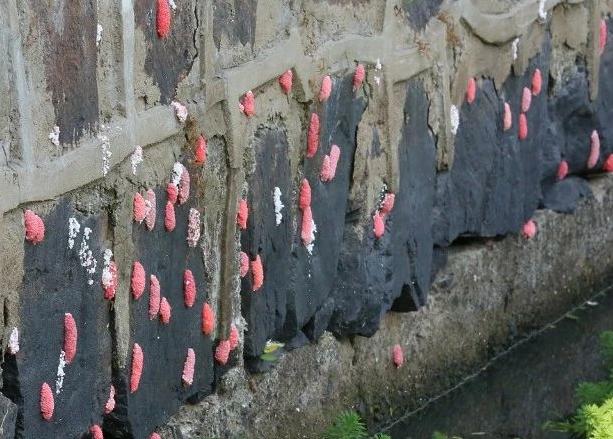 很多东西有寄生虫,这4种常见蔬果竟藏大量寄生虫