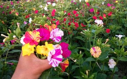 紫茉莉花的生长过程图,紫茉莉花哪个季节最适宜栽培