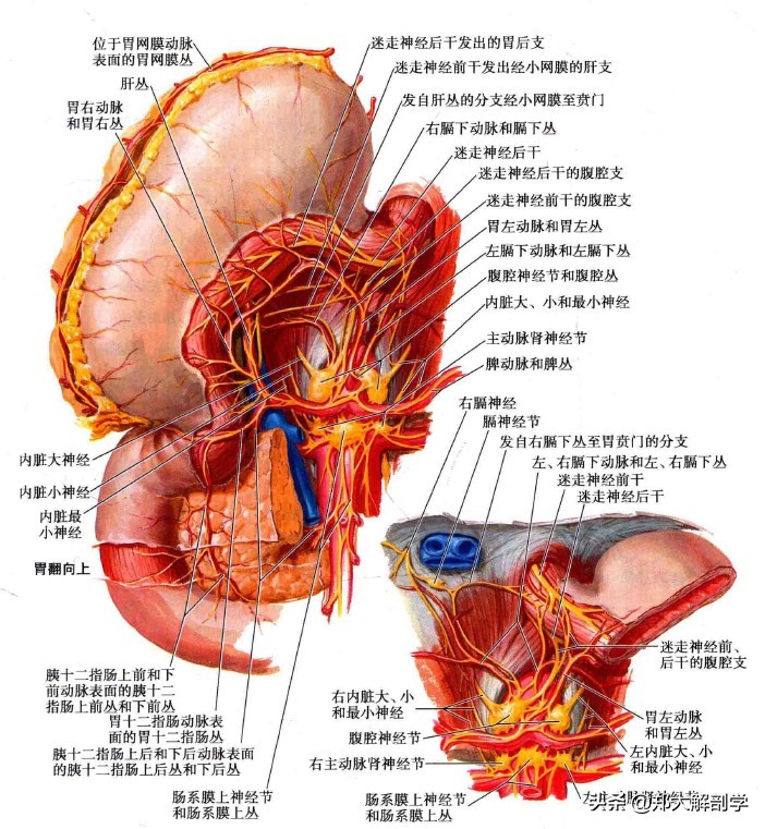 呼吸系统消化系统神经系统的组成,消化器官的神经支配图片