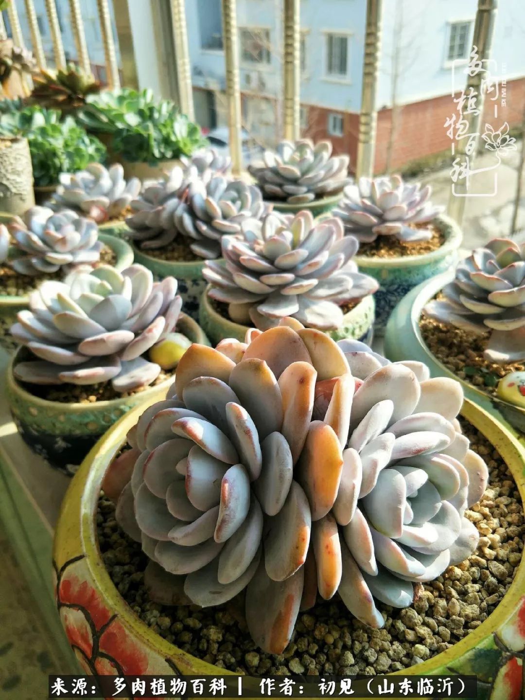 四季颜值在线的多肉,多肉的每一天