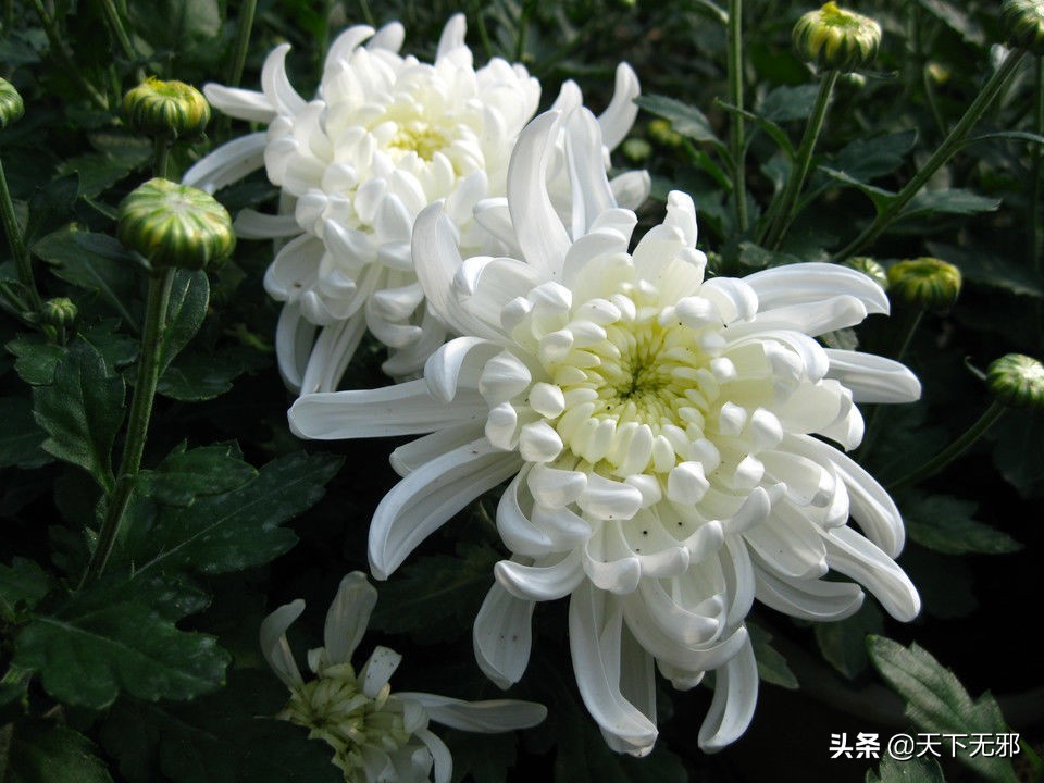 中国科学家对李政道的评价,中国科学史李申书评