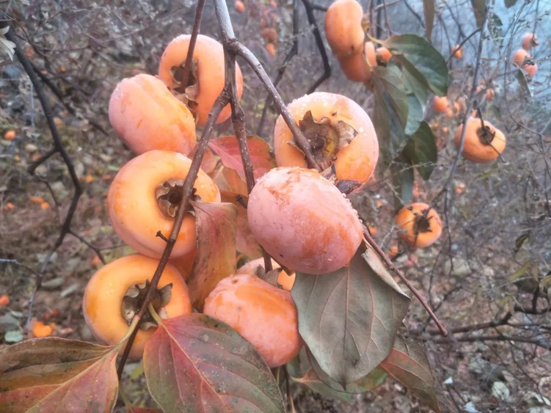 房山南北梯摘柿子,冬天去清凉山摘柿子