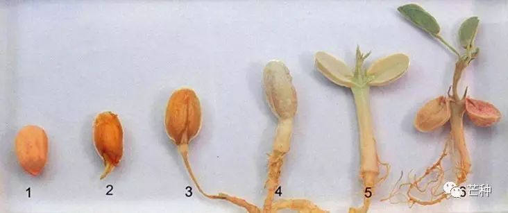 花生高产栽培技术视频,种花生到收花生的所有过程