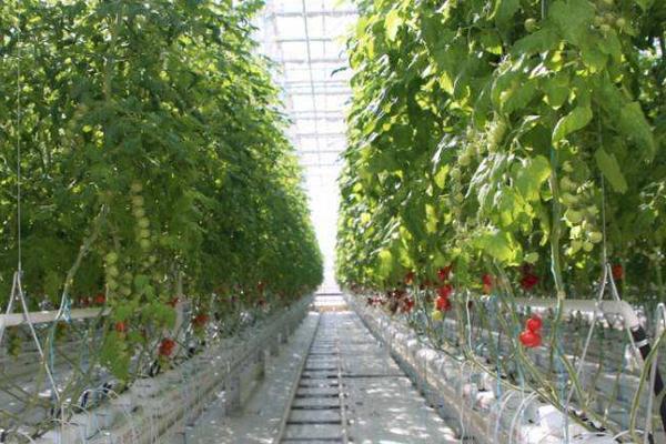 无土栽培蔬菜成本,无土栽培蔬菜投资成本如何