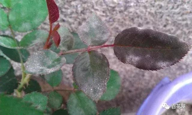 养月季花花叶发黄怎么办,养月季树枝全部干了怎么回事