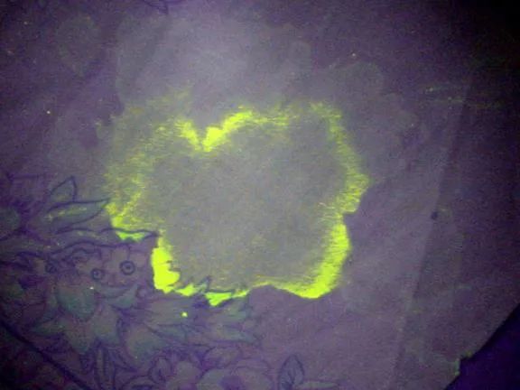 猫尿特别难闻会有什么病吗,猫尿有难闻腥味怎么回事