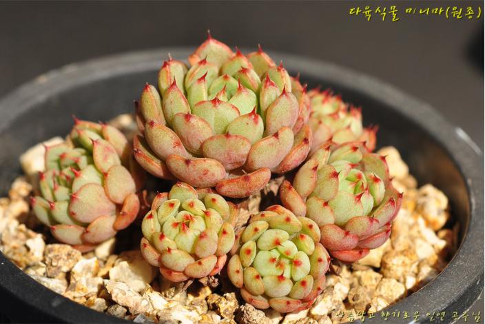 韩国多肉大全图片,多肉公主的图片