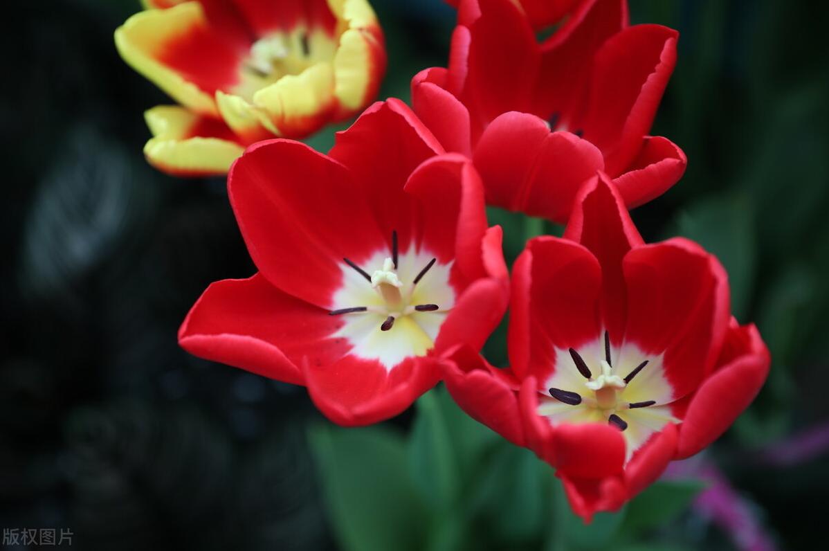 四季海棠冬天怎样过冬？只需做到4点，花开不断