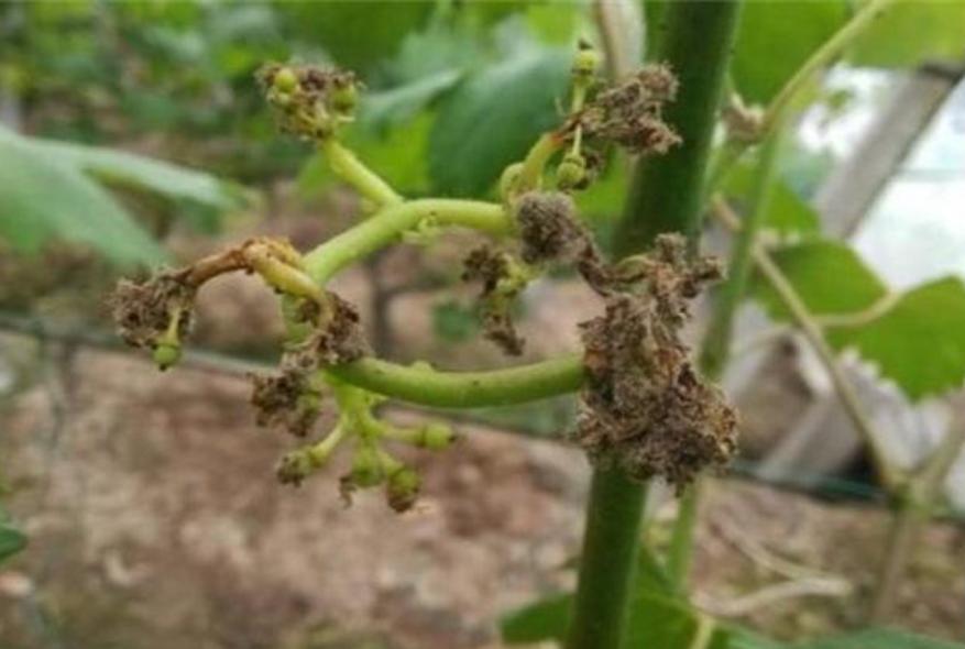 圆叶葡萄落花什么原因,5月上旬葡萄落花是什么原因