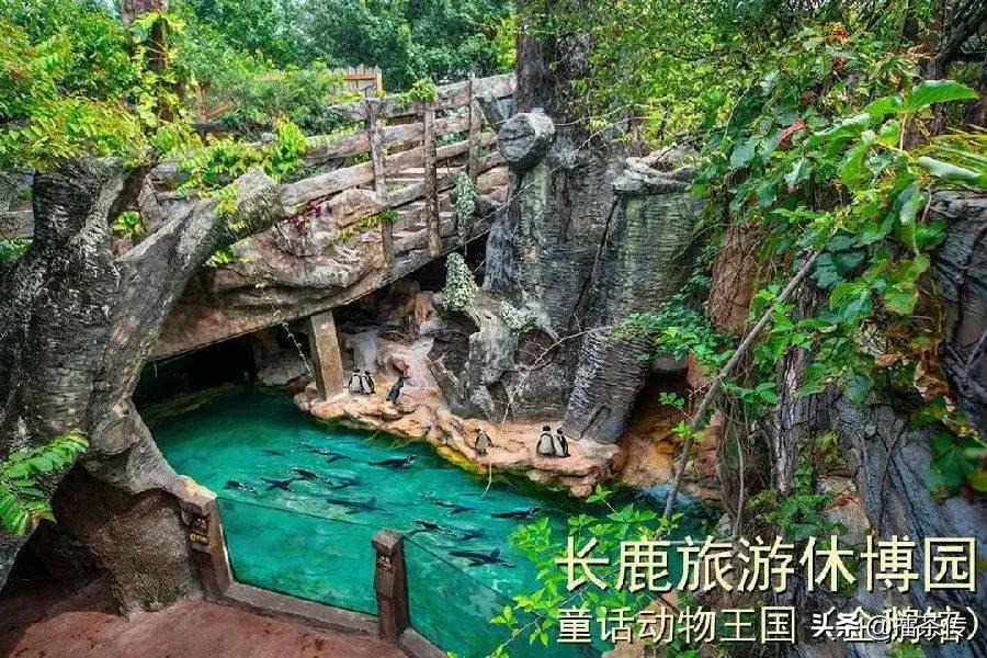 童话动物王国卡组,童话动物王国