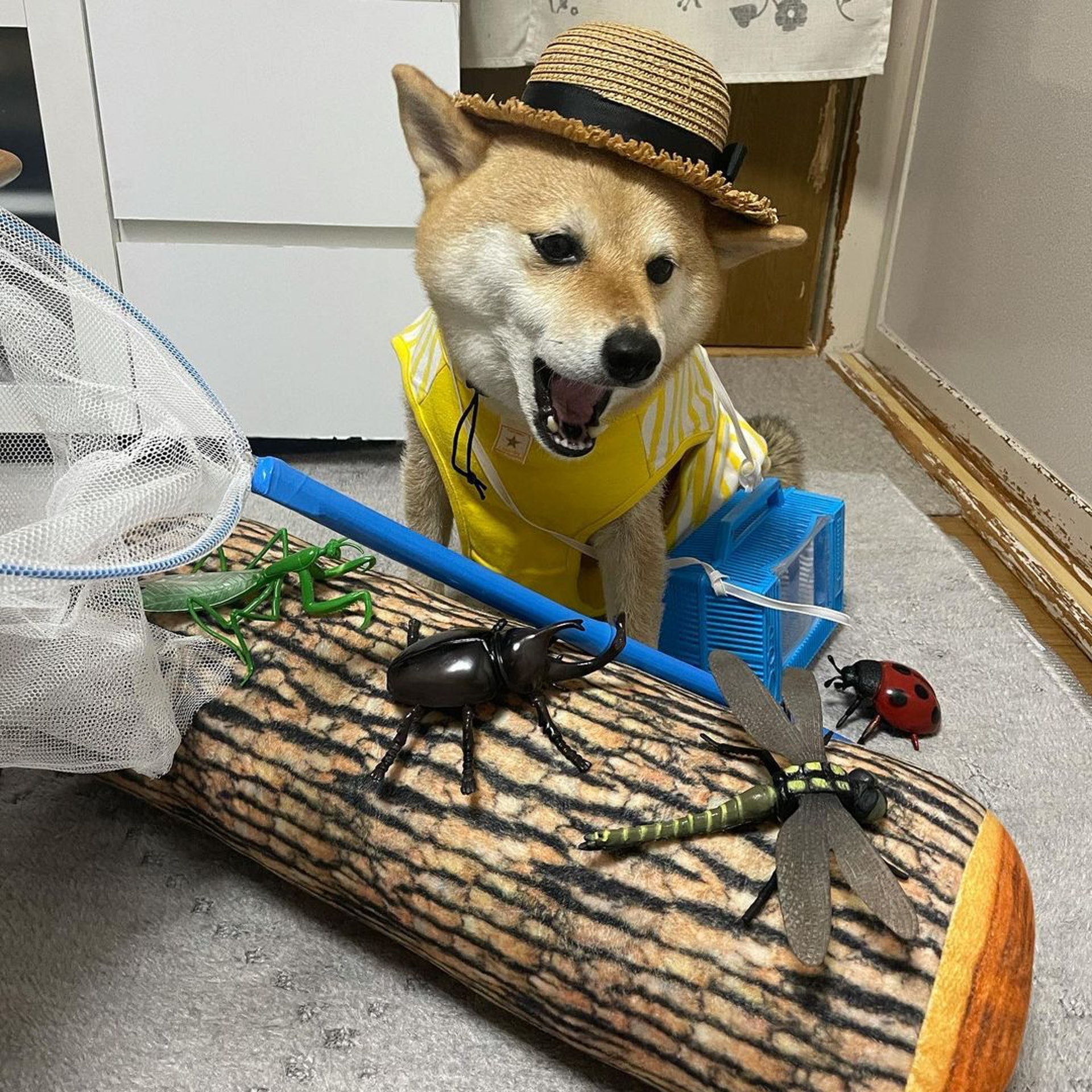 被砖头压住了!影帝柴犬超入戏25个连自己也骗倒的瞬间