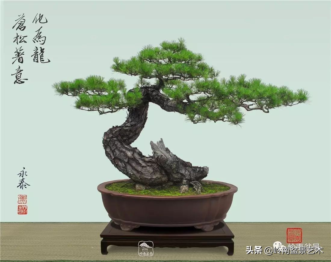 山松马尾松盆景,盆景大师郑永泰有书吗