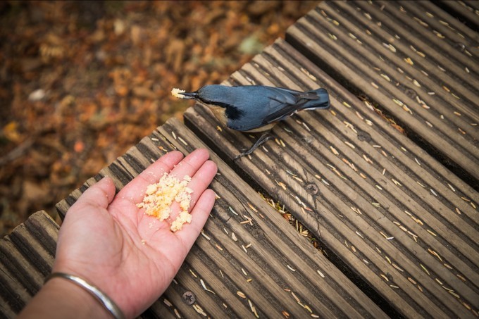 消失的地平线上的“香巴拉”和“女儿国”（二）