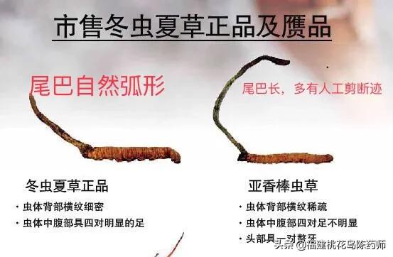 中药冬虫夏草的鉴定方法 (虫草中药材识别图片大全)