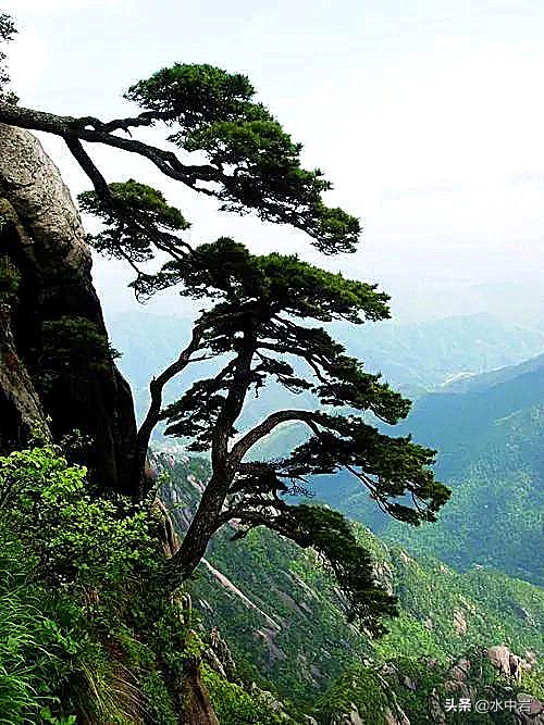 黄山的十大奇松介绍,黄山七十二峰