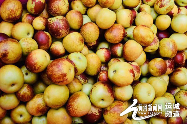 「记者走基层」有机冬枣红满天