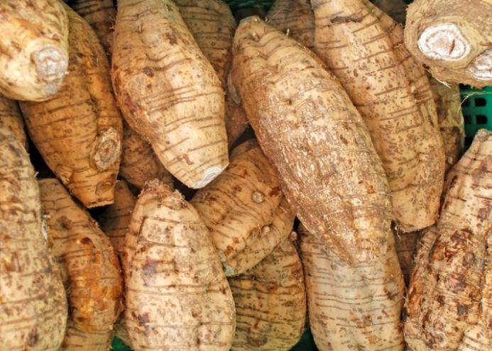 仙草灵芝前世,仙草粉的主要成分