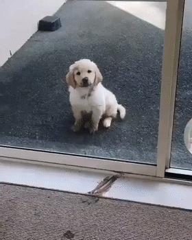 狗子不听话是你心太软,狗子不护主人