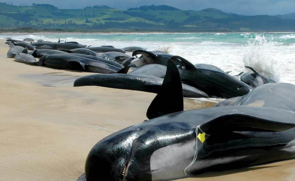 声呐故障判断,声呐有问题怎么解决