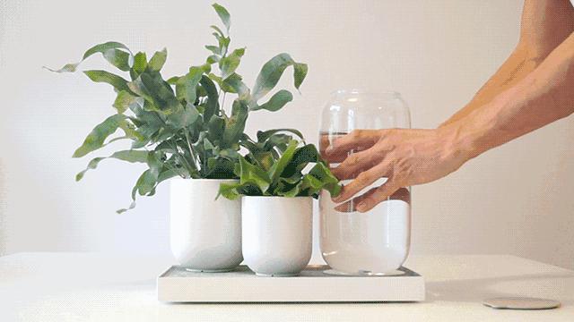 登革热夺走20多条生命,登革热是典型的儿童疾病吗