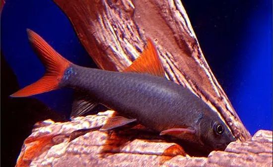 水族市场淘来的泰国鱼，一进缸就招惹是非，差点把同类干掉