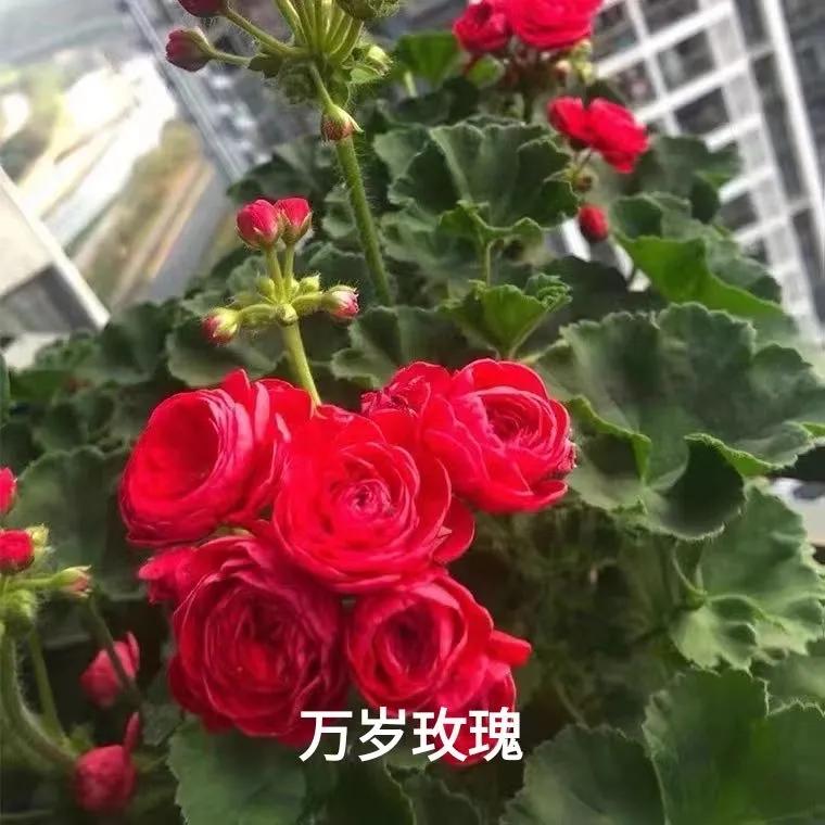 阳台天竺葵容易爆花品种,天竺葵最能开花的品种