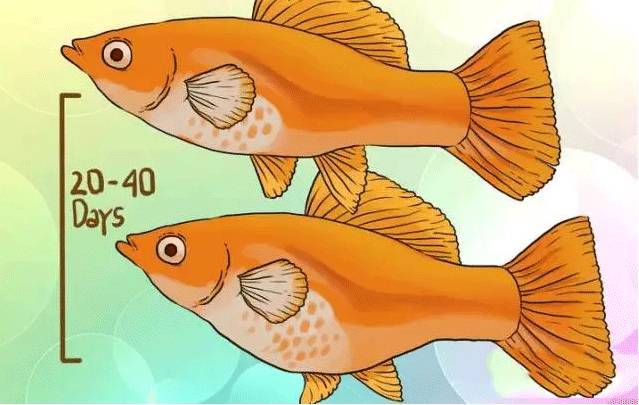 怎么判断鱼怀孕还是腹水,鱼肚子大了怎么判断怀孕