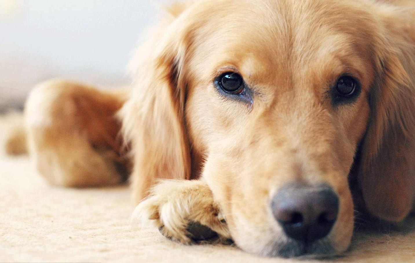 导致狗狗毛掉光的原因,狗狗毛发白有什么预兆