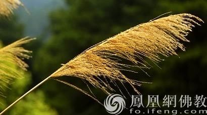 佛教放下的故事,顿悟的佛教故事