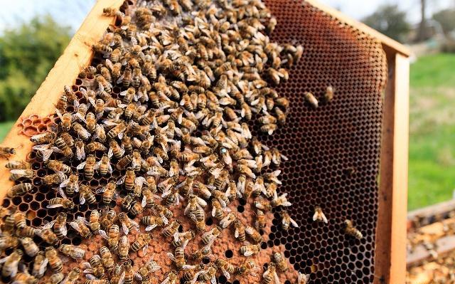 分蜂群如何快速找到蜂王,收到新分蜂未交尾蜂王群怎么管理