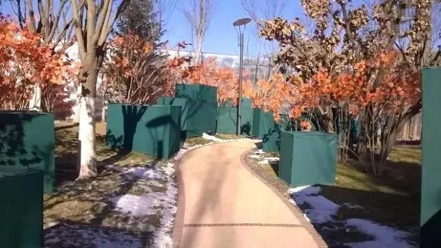 住宅小区园林植物的配置与养护,园林植物枯萎病的防治养护